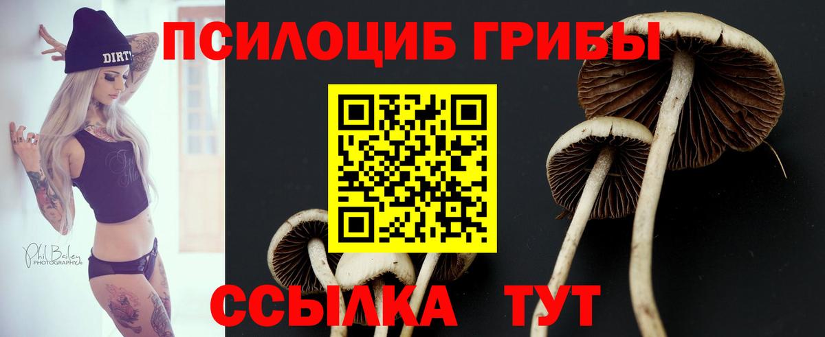 Псилоцибиновые грибы прущие грибы Карасук